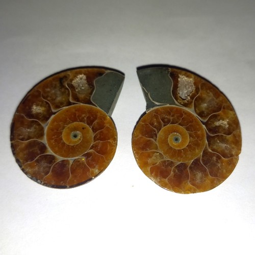 Phylloceras paar poliert - 1a,