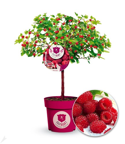 Himbeer baum raspbeary mit - himbeer-baum, raspbeary®