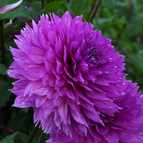 Dahlien - @, (◕‿◕)\@