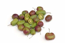 SAMEN winterhart: die Minikiwi