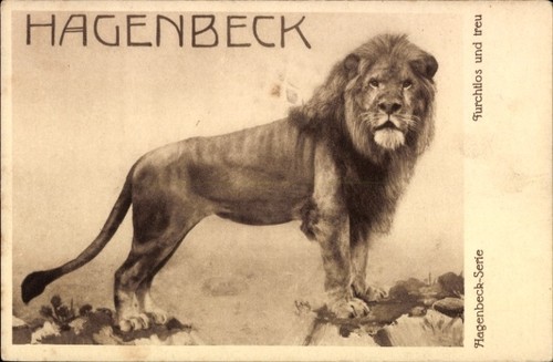 Hagenbecks tierpark löwe - ak, tierpark,