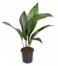 Schusterpalme Aspidistra elatior – Zimmerpflanze Ø13cm – ca. 50cm hoch –