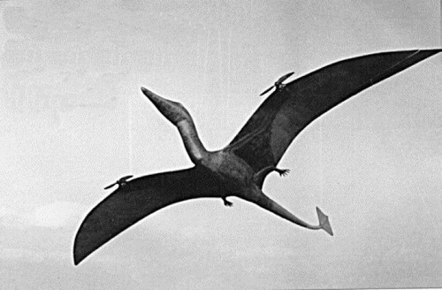 Bauplan ramphorhynchus - bauplan,