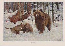 Braunbär Ursus arctos Bär