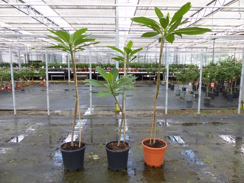 Plumeria rubra santagata - santagata, |