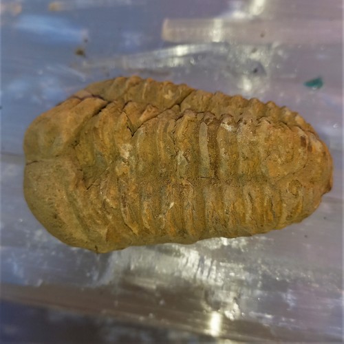 Sonderangebot fossil trilobit - sonderangebot,