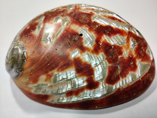 Xxl abalone perlmutt muschel - xxl,