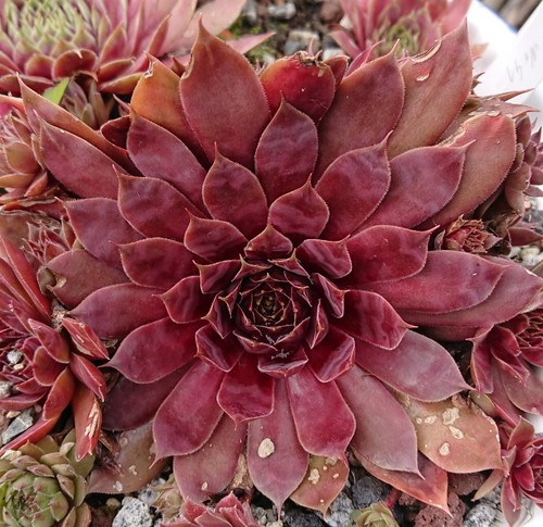 Sempervivum baraka 1 - (rus)-,