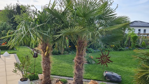 Palmen samen trachycarpus - samen,
