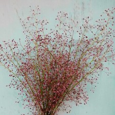 ERD-GINSENG 100 Samen