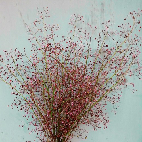 Erd ginseng 100 samen - erd-ginseng,