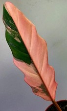 Sehr Schöne Philodendron