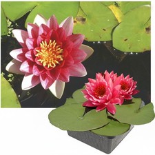 Seerose Winterhart
