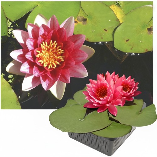 Seerose winterhart - seerose,