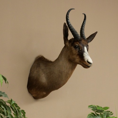 Springbock dunkeler bock 59 - springbock,