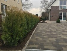 10st. Thuja Brabant 80-100cm