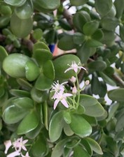 XL-Geldbaum (blühend im Winter) Glücksbringer