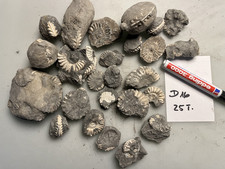 Ammoniten Pleuroceras spinatum