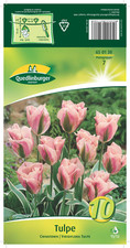 Tulpen "Chinatown"