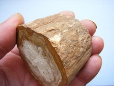 Versteinertes Holz ( Anschliff