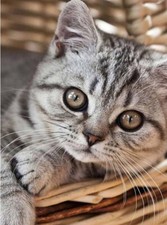 Diamond Painting Katze Diamant
