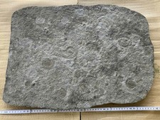 Ammonit-Posidonien-Schieferpla