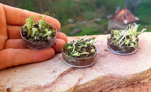 Pixie cups tiny landschaft - pixie,