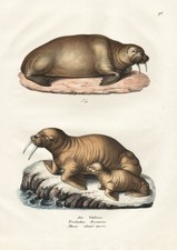 Walrus walrus seal marine