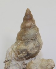 Schnecke, Murchisonia sp., Silur, Wenlock, Farösund, Gotland, Schweden-L895