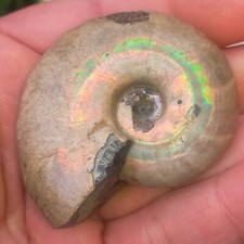 Original Perlmuttschale