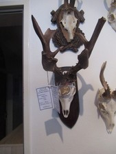 Ungarischer Rehbock Kopie