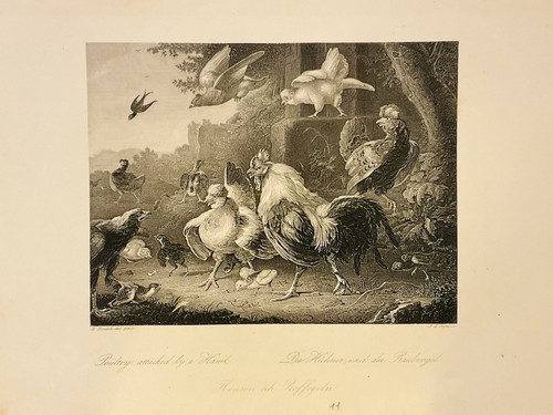 Die hühner und der raubvogel - die,