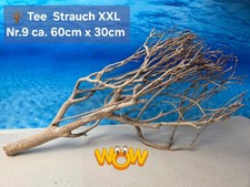 🪴 XXL Tee Strauch Aquarium