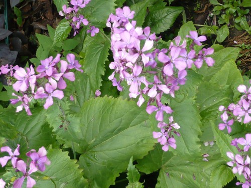 Lunaria annua judaspfennig - annua,
