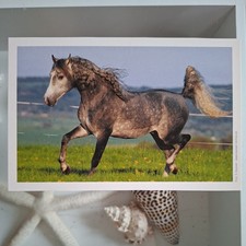 Pferdepostkarte AK Pferd Korsch Anglo-Araber 07/2010