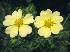 HOHES FINGERKRAUT - POTENTILLA