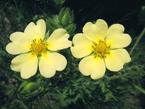 Hohes fingerkraut potentilla - hohes,