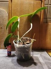 :-)) Cattleya Interglossa coerulea :-))