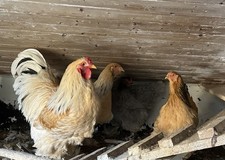 Brahma Eier, 10 Stück,( Keine