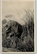 39152028 - Flusspferd AK Nilpferd