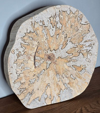 Birke gestockt   Baumscheibe