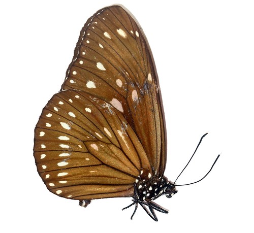 Lepidoptera nymphalidae - lepidoptera,,
