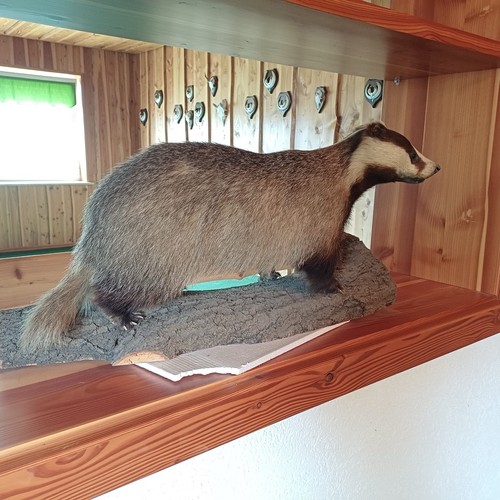 Dachs tierpräparat vintage - tierpräparat,