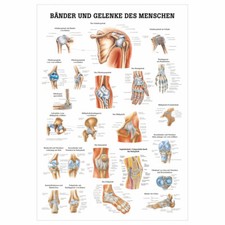 Bänder und Gelenke Lehrtafel