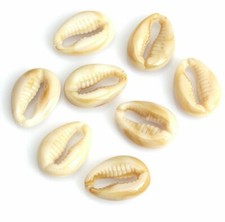 Kauri Muschel Harz 18x13mm 10