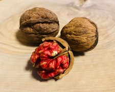 Walnuss baum rotfleischig - walnuss,