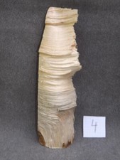 Astholz Treibholz Schwemmholz