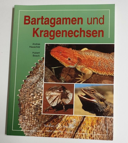 Bartagamen und kragenechsen - bartagamen,