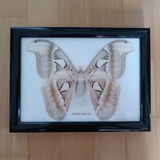 Rare Vintage Attacus Atlas (F)