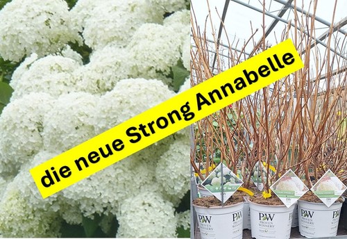 Hydrangea strong annabelle - annabelle, 5l